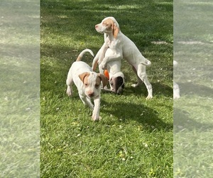 Pointer Puppy for sale in JANESVILLE, CA, USA