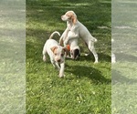 Small Pointer