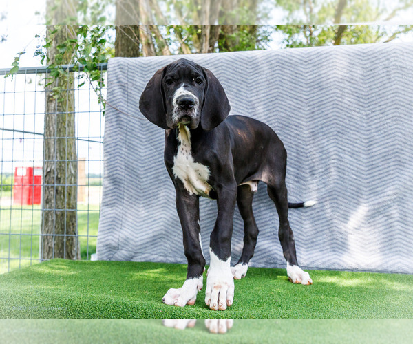 Medium Photo #1 Great Dane Puppy For Sale in WAKARUSA, IN, USA