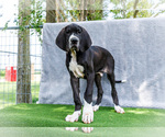 Puppy Trever Great Dane
