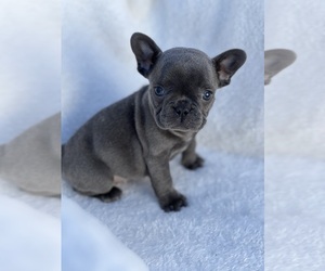 French Bulldog Puppy for sale in SACRAMENTO, CA, USA