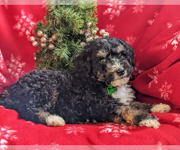 Medium Photo #5 Bernedoodle-Poodle (Standard) Mix Puppy For Sale in COCHRANVILLE, PA, USA