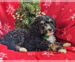 Small Photo #5 Bernedoodle-Poodle (Standard) Mix Puppy For Sale in COCHRANVILLE, PA, USA