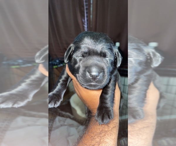Medium Photo #7 Labrador Retriever Puppy For Sale in CORAL SPRINGS, FL, USA