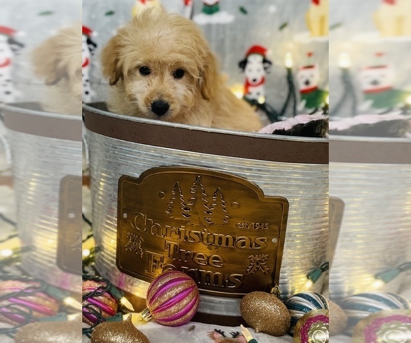 Medium Photo #7 Golden Retriever-Poodle (Toy) Mix Puppy For Sale in CINCINNATI, OH, USA