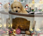 Small Photo #7 Golden Retriever-Poodle (Toy) Mix Puppy For Sale in CINCINNATI, OH, USA