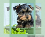 Small #2 Yorkshire Terrier