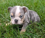 Small #8 English Bulldog
