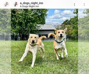 Labrador Retriever-Unknown Mix Dogs for adoption in columbia, SC, USA