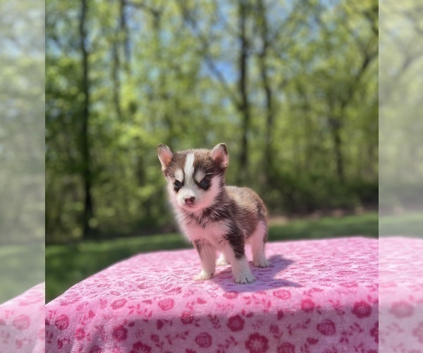 Medium Photo #44 Pomsky Puppy For Sale in DRACUT, MA, USA