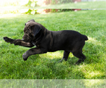 Small Photo #42 Cane Corso Puppy For Sale in WAKARUSA, IN, USA
