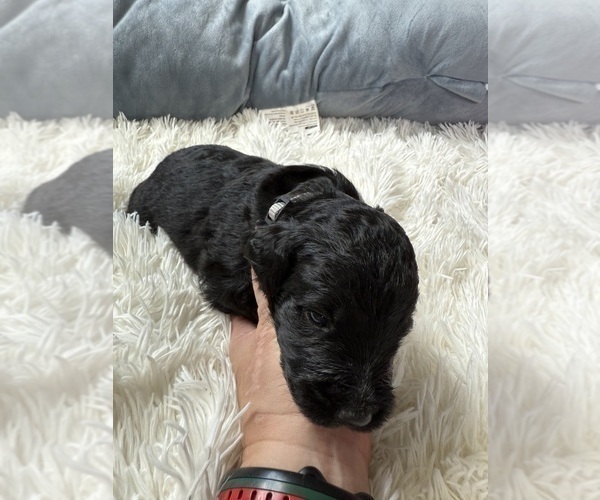 Medium Photo #67 Bernedoodle Puppy For Sale in BELMONT, NC, USA