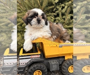 Shih Tzu Puppy for sale in MIDDLEBURY, IN, USA