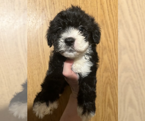 Medium Photo #1 Maltipoo (Miniature) Puppy For Sale in VENETA, OR, USA