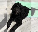 Small #2 Goldendoodle