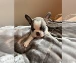 Small #3 French Bulldog