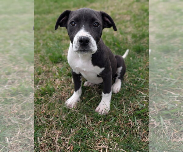 Medium Photo #2 Mutt Puppy For Sale in Hinton, WV, USA