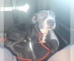 Small #10 American Pit Bull Terrier Mix
