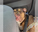 Small #2 American Bulldog-Bullmastiff Mix