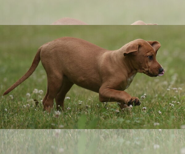 Medium Photo #4 Labrador Retriever-Unknown Mix Puppy For Sale in Mechanicsburg, PA, USA
