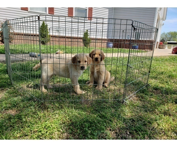 Medium Photo #1 Golden Retriever Puppy For Sale in CLAREMORE, OK, USA