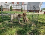 Small Photo #1 Golden Retriever Puppy For Sale in CLAREMORE, OK, USA