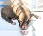 Small #1 German Shepherd Dog