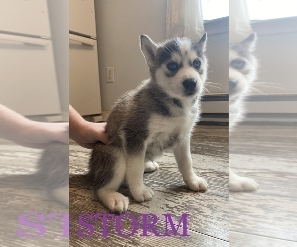 Full screen Photo #4 Siberian Husky Puppy For Sale in ALBION, IN, USA