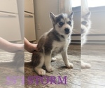 Small Photo #4 Siberian Husky Puppy For Sale in ALBION, IN, USA