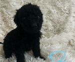 Puppy Bibbles Labradoodle