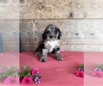 Small #5 Bernedoodle (Miniature)