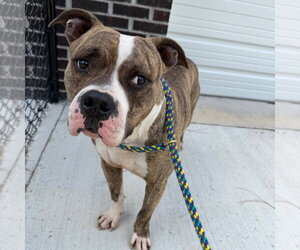 26-270 Paulie - Male Mutt Dog for Adoption - Photo #3