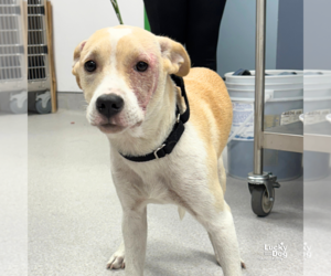 Retriever -Unknown Mix Dogs for adoption in Washington, DC, USA