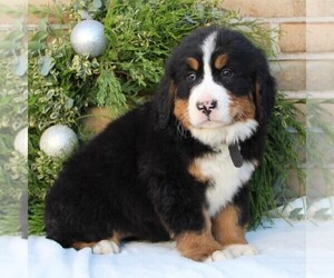 Bernese Mountain Dog Puppy for sale in RONKS, PA, USA