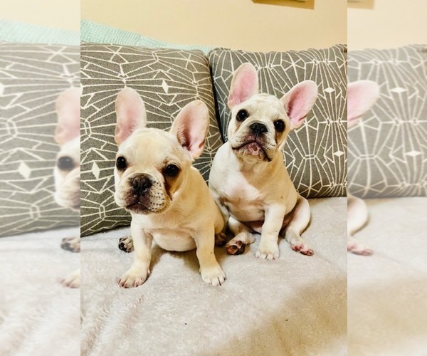 Medium Photo #16 French Bulldog Puppy For Sale in CLEARWATER, FL, USA