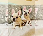 Small Photo #16 French Bulldog Puppy For Sale in CLEARWATER, FL, USA