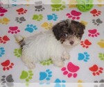 Small Photo #8 Poodle (Toy) Puppy For Sale in ORO VALLEY, AZ, USA
