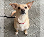 Small #14 Chihuahua Mix