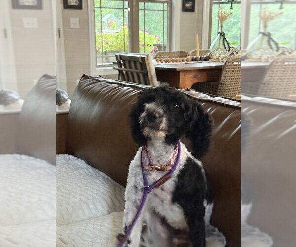 Medium Photo #4 Poodle (Miniature)-Unknown Mix Puppy For Sale in Mooresville, NC, USA