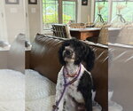 Small Photo #4 Poodle (Miniature)-Unknown Mix Puppy For Sale in Mooresville, NC, USA