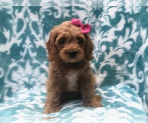 Cockapoo Puppy for sale in LAKELAND, FL, USA