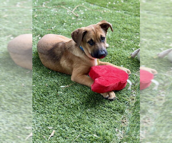 Medium Photo #3 Mutt Puppy For Sale in Sandy, UT, USA