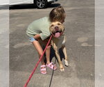 Small #2 Labrador Retriever Mix