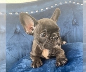 French Bulldog Puppy for sale in LITITZ, PA, USA