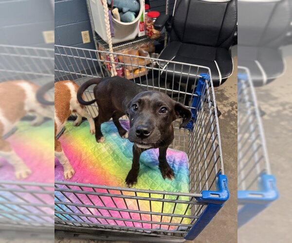 Medium Photo #1 Catahoula Leopard Dog Puppy For Sale in Tallahassee, FL, USA