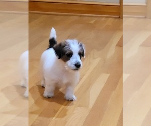 Jack Russell Terrier Puppy for sale in CHAPEL HILL, NC, USA