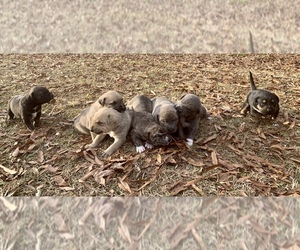 Alaskan Malamute-American Pit Bull Terrier Mix Puppy for sale in JACKSONVILLE, NC, USA