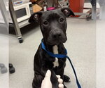 Small Mutt
