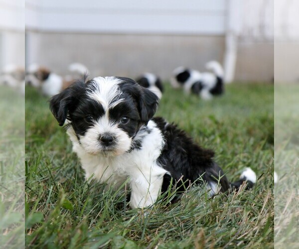 Medium Photo #3 Zuchon Puppy For Sale in ARTHUR, IL, USA