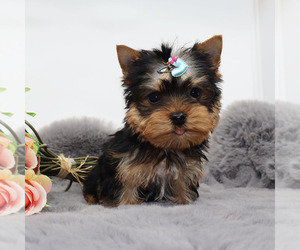 Yorkshire Terrier Puppy for sale in LOS ANGELES, CA, USA